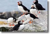 The Puffins of Eastern Egg Rock