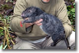 Bosavi Woolly Rat, photo courtesy of Bruce M. Beehler/AFP/Getty Images