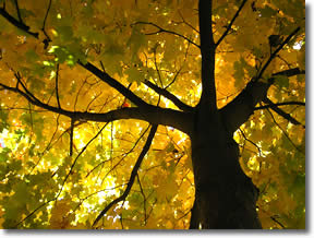 Beautiful tree with yellow leaves